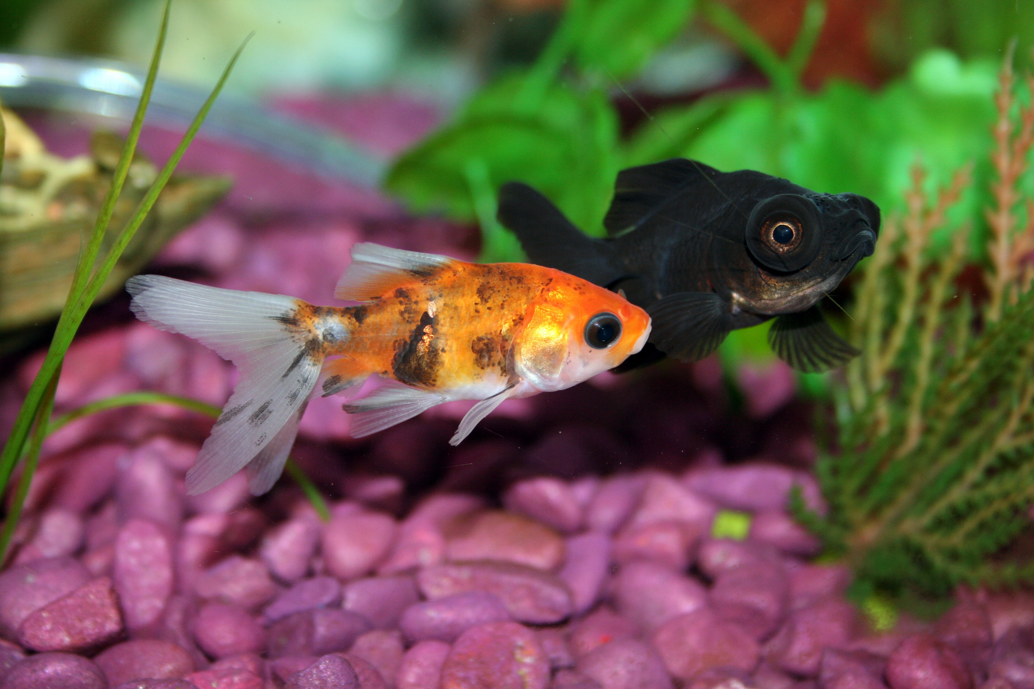 aACE Blows QuickBooks Out of the Water for Aquarium Pump Distributor